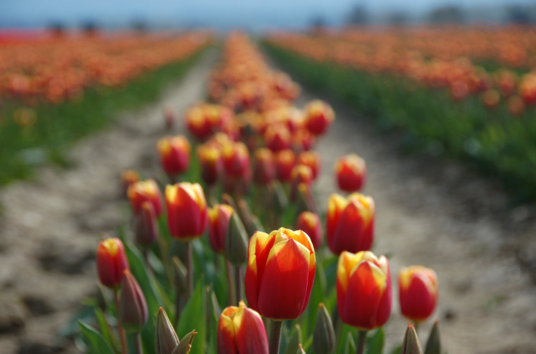 Tulips flowers