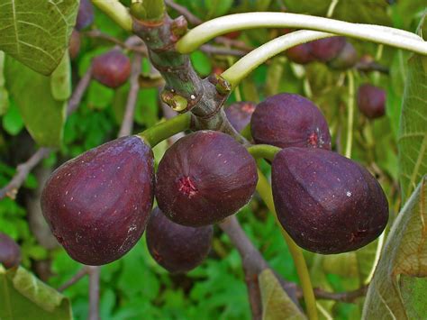 figs on fig tree.jpg